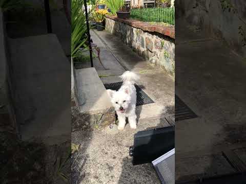 Shasta playing fetch