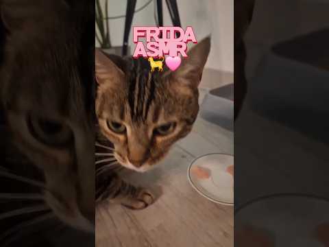 #asmrsounds #asmrvideo #asmreating #foryou #foryoupage #asmr #gatos #argentina #casero