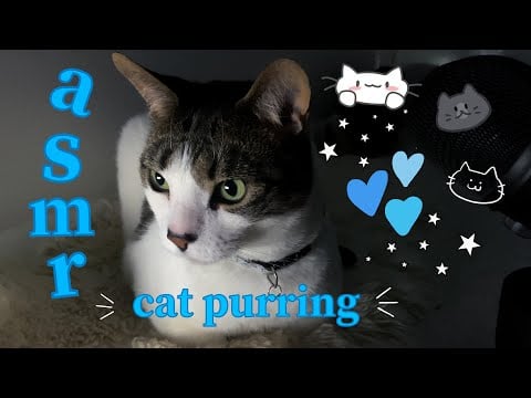 my cat tries ASMR!! (again) relaxing purring, crunching, petting fur sounds & chaos :D