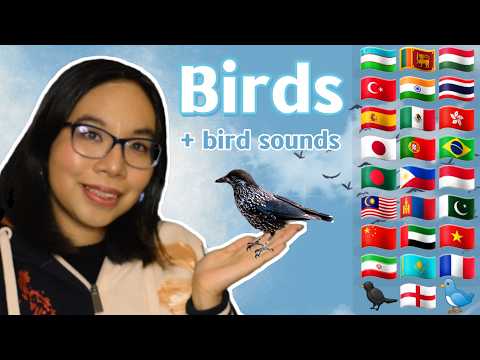 ASMR BIRD IN DIFFERENT LANGUAGES (Bird Sounds, Stuttering, Whispering) 🐦🎶 [24 Languages]