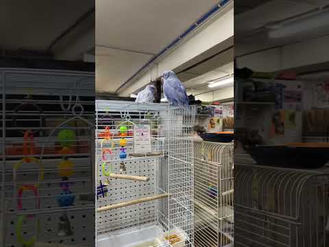 🐦 🦢 🦅 🦜 pet shop birds