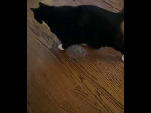 Cat Fishing. Caught me a big one!