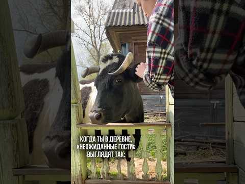 Неожиданные гости, когда ты в деревне 🐮