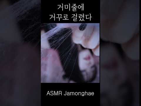 ASMR 여왕 거미의 거미줄에 걸렸다