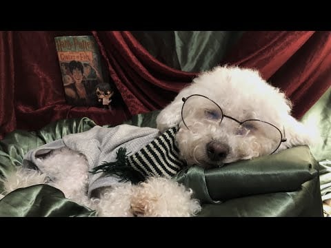 Harry Potter ASMR | No Talking & Relaxing Tapping
