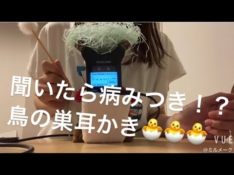 ASMR 一度聴いたら病みつきな鳥の巣耳かき🐣