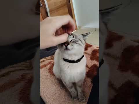 ASMR mas meu gato é vidro 😳 #gato #asmr #cat #glass