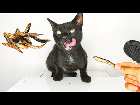 Cat eating dried fish ASMR