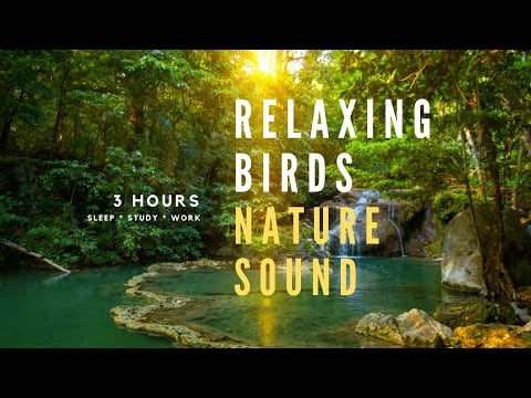 🌳 3-Hour Bird Sounds - Relaxation, Sleep, Study, Work | Nature Sounds for Inner Peace 🌿#birdsounds