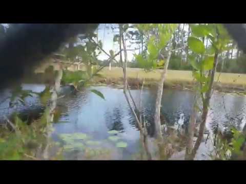 Unfriendly gator + Ramble (what is ASMR)