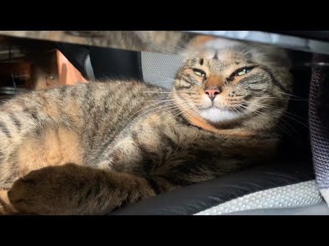 Making my girl cat very sleepy / ASMR