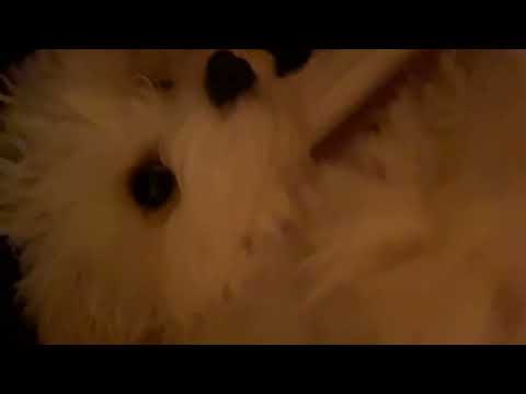강아지 asmr 