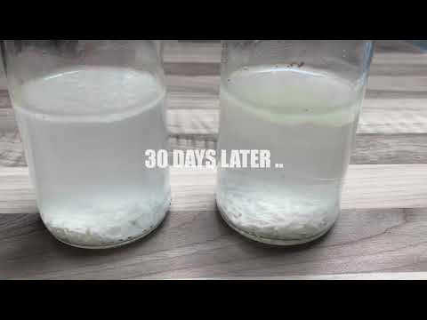 30 DAY Rice - Water - Magnet EXPERIMENT