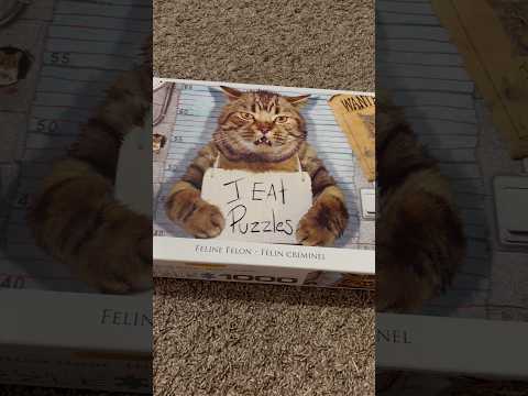 ASMR Tapping On A 1,000 Piece Cat Puzzle Box #ASMR #Shorts