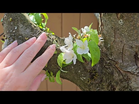 ASMR Small Space Garden Tour (Whispered) 