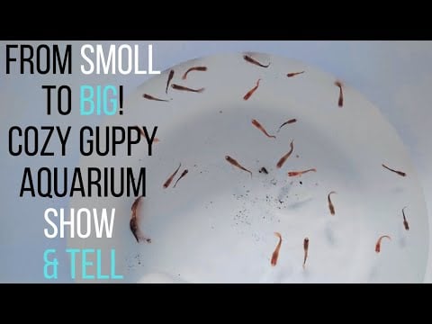 ~Cozy ASMR~ Soft Spoken Show & Tell For ZzZzZs ~ Look At How Much They've Grown!