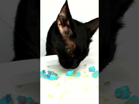 ASMR Mukbang Cat Eating Cyan Food 💙