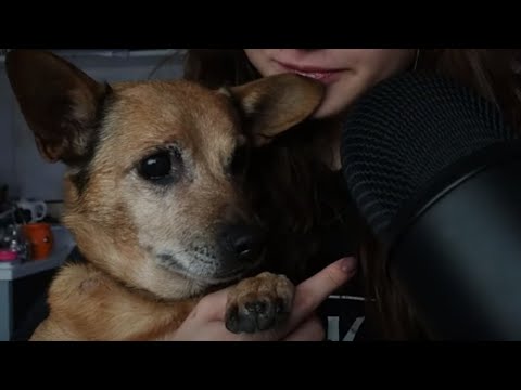 Intento hacer ASMR con mi perrita💕