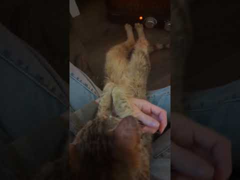 My Cat sits like lil' human #shorts