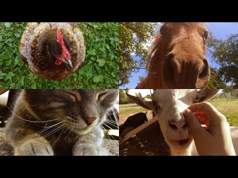 [ASMR] Petting My Animals ~ (in a Victorian fashion)