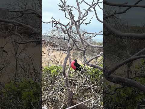 #galápagos #equador