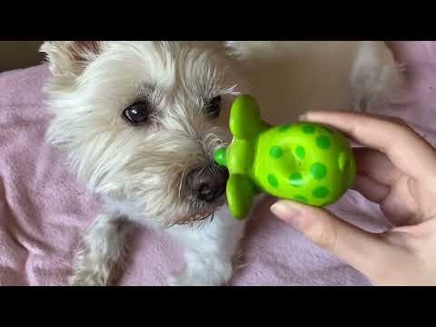 ASMR dog brushing and petting