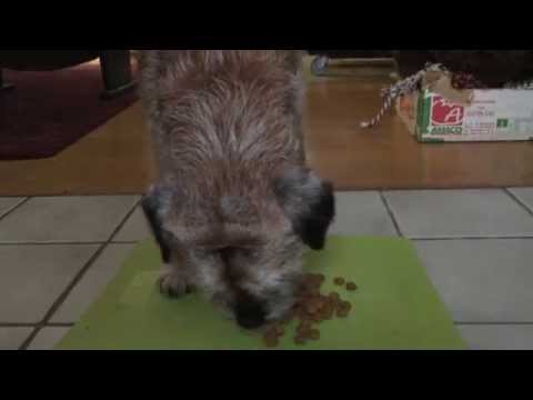 ASMR for/with Doggies♥eating sounds ▽･ｪ･▽ﾉ”