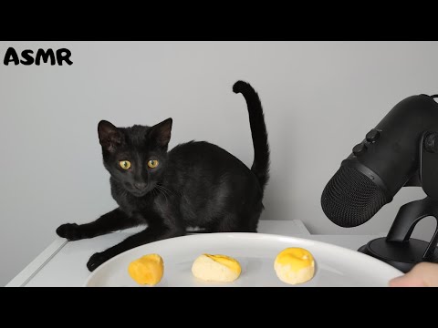 Kitten eating boiled yolk ASMR