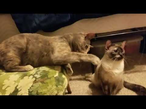 SouthernASMR Sounds Vlog 🐱🐈 Fishing For Cats