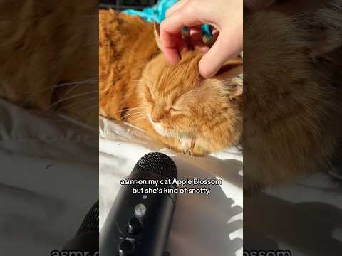 asmr on my cat apple blossom #asmr #cat