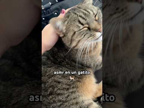 asmr en un gatito 🐈
