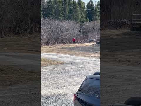 My neighbour chasing a bear away