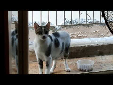 Cat eating video!!! I know it's too short, I'm so sorry!!!