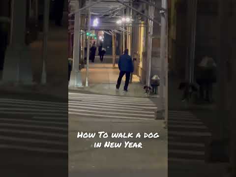 How To Walk a Dog in New York 🗽