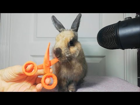 Rabbit Eating Carrot Scissor ASMR