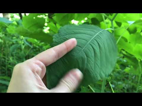 [ASMR] Virtual Walk Through Nature