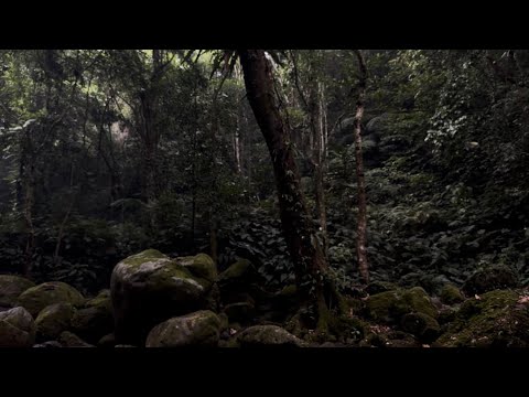 Nature Sound ASMR🎋🍃