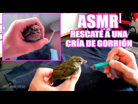 ASMR | Rescaté a una cría de Gorrión 🐦🥺