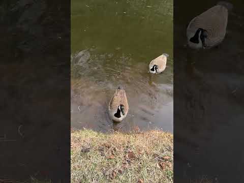 Fat ducks eat a lot of bread(but it’s chill)#ducks #geese #nature