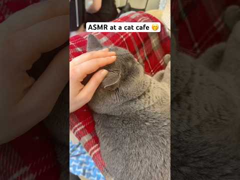ASMR from my 30 days asmr challenge on Instagram hanabee_asmr 💛 Fluffy mic asmr pet asmr
