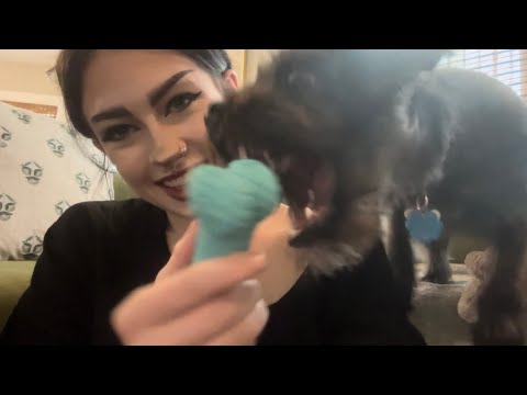 Trying ASMR With a Puppy 🐾 (chaotic!!) 