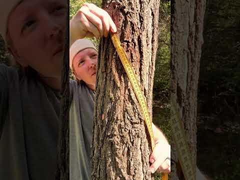 ASMR Tree Massage #asmr