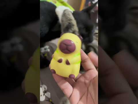 ASMR kucing Akuu #asmrvideo #asmr