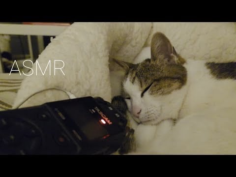 ASMR my cat purrs you to sleep until she falls asleep😴 (w/tascam)