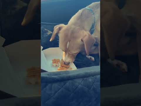 PUP CUP & MCDONALD’S #dog #cute ❤️🐶