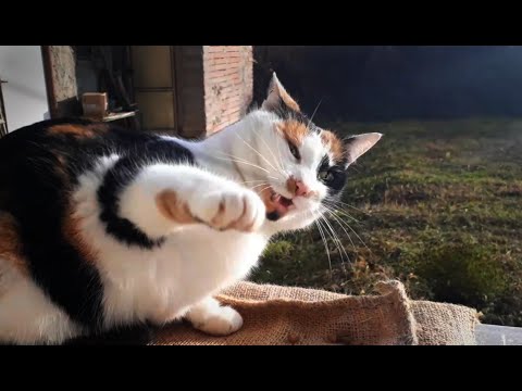 Feral cat's hateful OM NOM NOMS