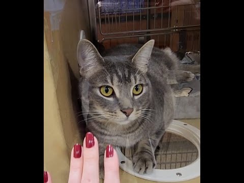 ASMR | PetSmart Store Walk-Through w/Kitties! (Whispered Voiceover)