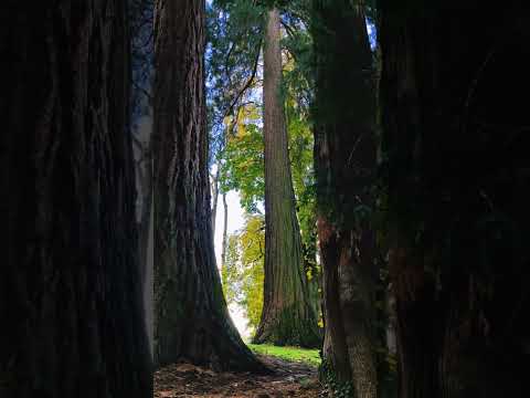 ASMR Forest Walk Removes Negative Energy 🌲🍀💚