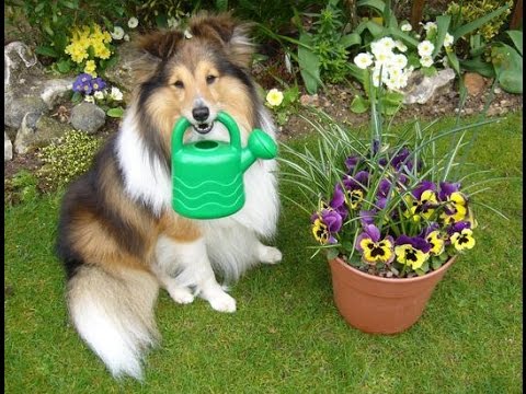 [ASMR] relaxing tedium - Amateur Gardening magazine