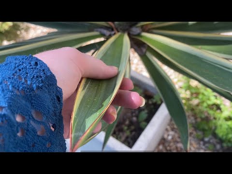 Garden ASMR (with surprise dog visit)